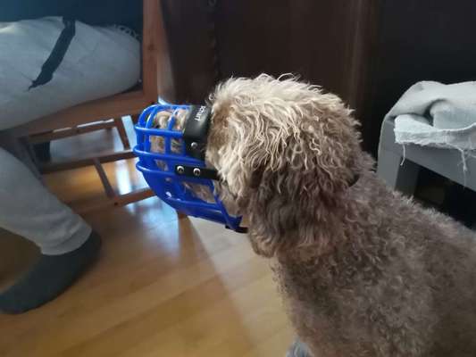 Wie sitzt mein Maulkorb / Maulkorb-Beratung-Beitrag-Bild