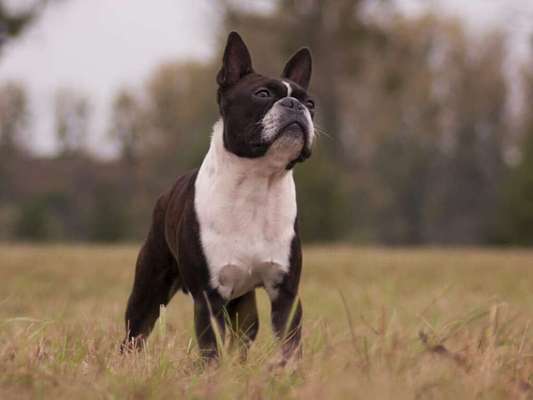 Die 21. Rostocker Rassehunde-Ausstellung: Eine Veranstaltung mit Vorbehalten?-Beitrag-Bild