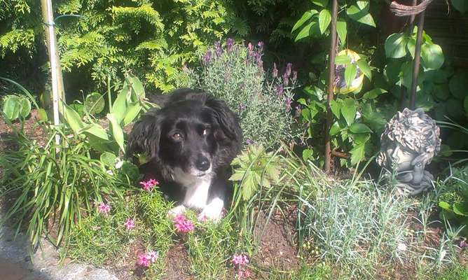 Fotochallenge Nr. 104 : Hommage an deinen ersten Hund-Beitrag-Bild