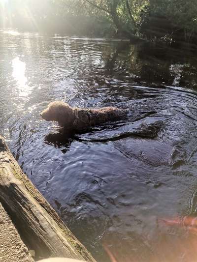 TierschutzhundeStammtisch🐕-Beitrag-Bild