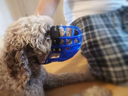 Hundeangriff, groß gegen klein-Beitrag-Bild