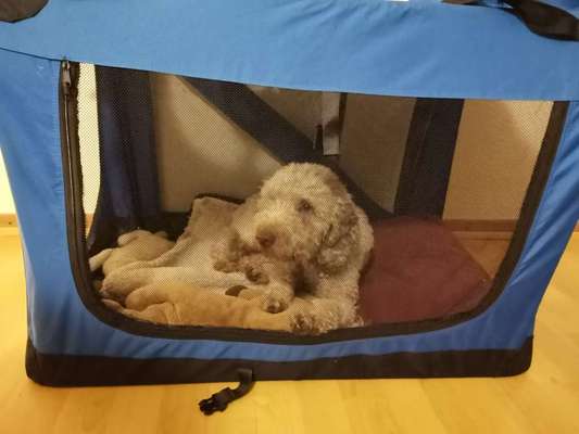 Lagotto Romagnolo Besitzer-Beitrag-Bild