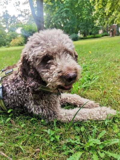 Welcher Hundehalter Typ bist du?-Beitrag-Bild