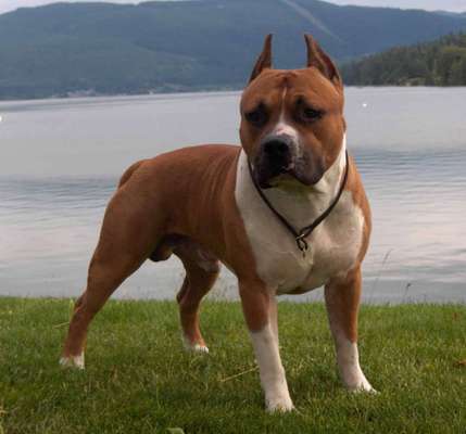 Optischer Unterschied American Bulldog und American bully-Beitrag-Bild