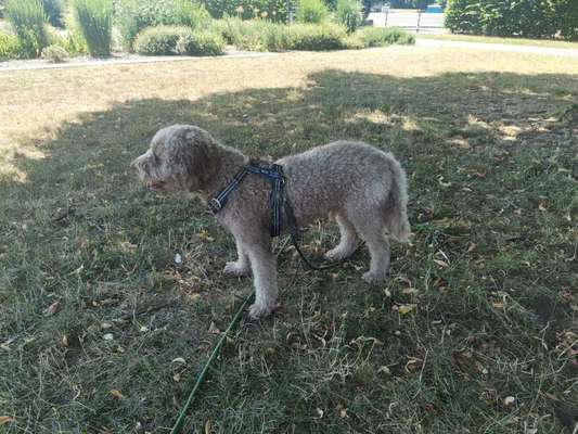 Der Gewichts-Thread-Beitrag-Bild