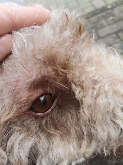 Etwas im Auge-Beitrag-Bild