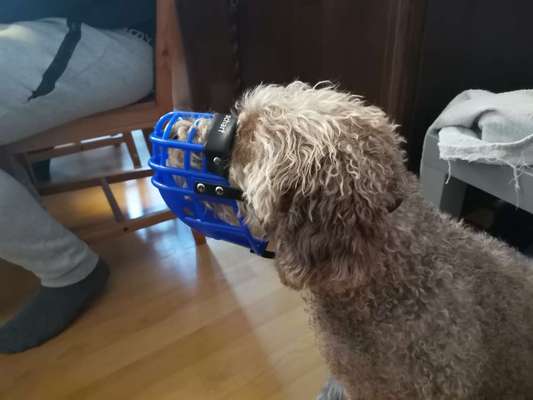 TierschutzhundeStammtisch🐕-Beitrag-Bild