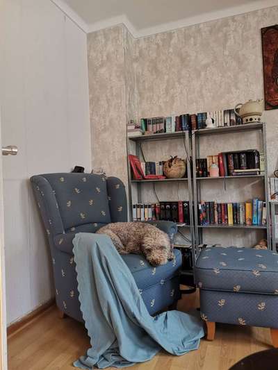 TierschutzhundeStammtisch🐕-Beitrag-Bild