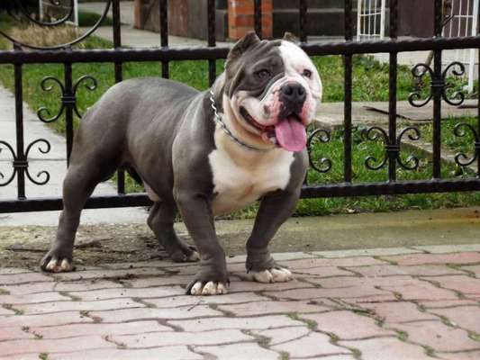 Optischer Unterschied American Bulldog und American bully-Beitrag-Bild