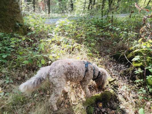 Der Gewichts-Thread-Beitrag-Bild