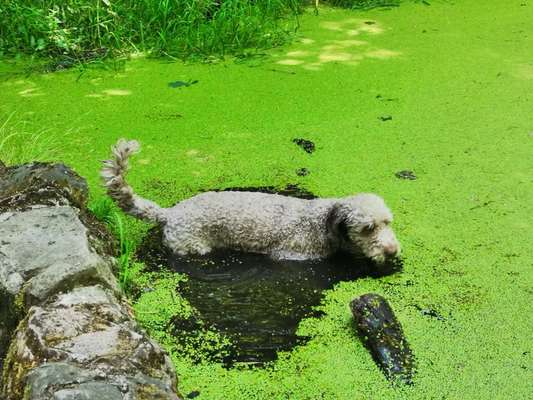 Fotowettbewerb: Wasserratte-Beitrag-Bild