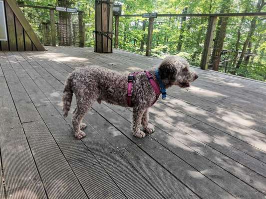 Wie sitzt mein Geschirr?-Beitrag-Bild