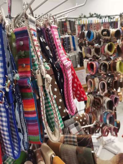 Die 21. Rostocker Rassehunde-Ausstellung: Eine Veranstaltung mit Vorbehalten?-Beitrag-Bild