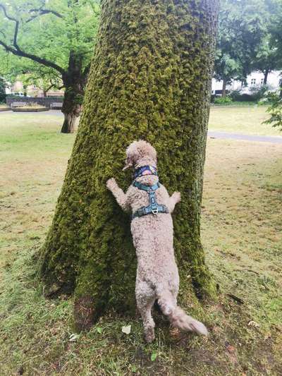 Lagotto Romagnolo Besitzer-Beitrag-Bild
