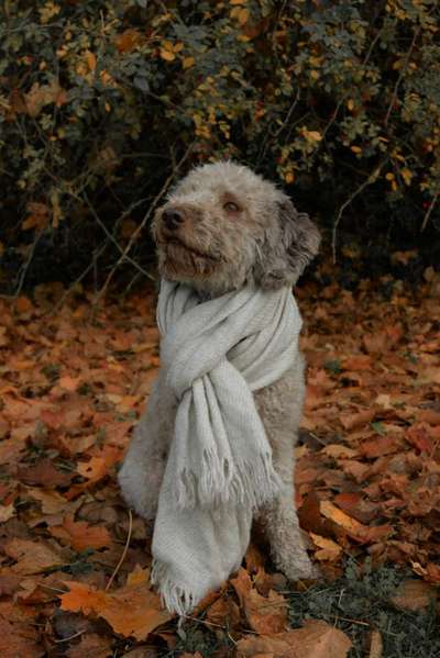 Lagotto Romagnolo Besitzer-Beitrag-Bild