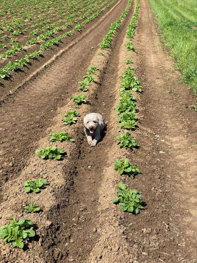 TierschutzhundeStammtisch🐕-Beitrag-Bild