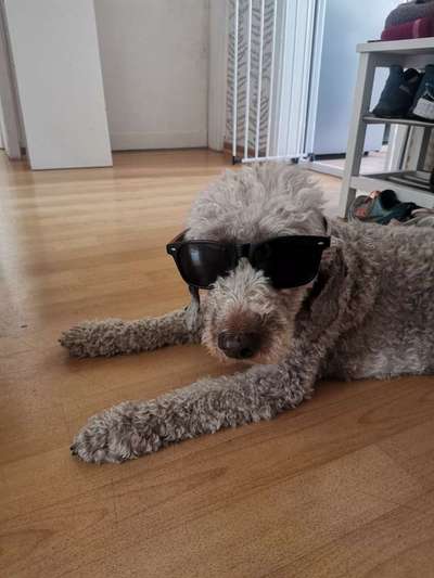 Schlappohren Suche <3-Beitrag-Bild