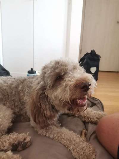 Lagotto Romagnolo Besitzer-Beitrag-Bild