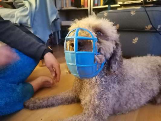 Wie sitzt mein Maulkorb / Maulkorb-Beratung-Beitrag-Bild