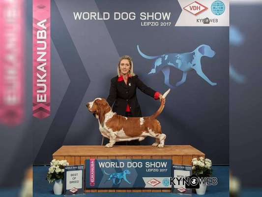 Die 21. Rostocker Rassehunde-Ausstellung: Eine Veranstaltung mit Vorbehalten?-Beitrag-Bild