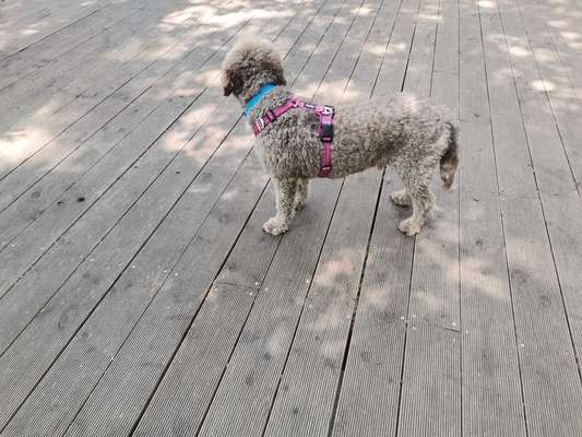 Wie sitzt mein Geschirr?-Beitrag-Bild