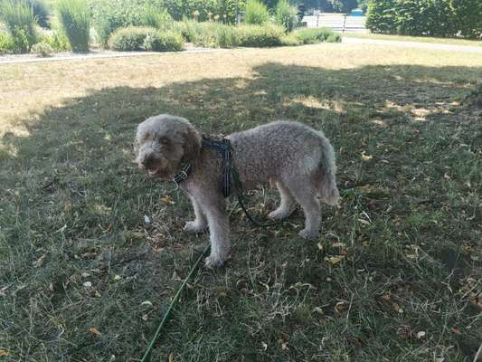 Wie kamt ihr auf die Rasse eures Hundes?-Beitrag-Bild