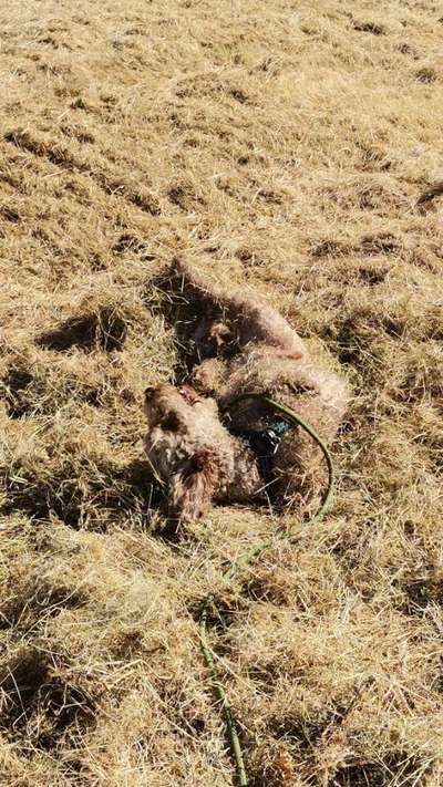 Dogorama Photo Challenge - Wälzen-Beitrag-Bild