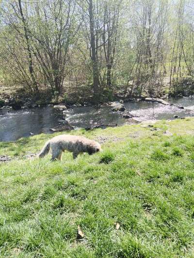 TierschutzhundeStammtisch🐕-Beitrag-Bild