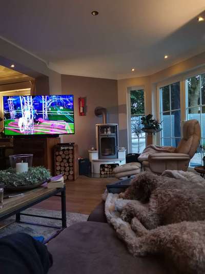 Top Dog-der Live Ticker Thread-Beitrag-Bild