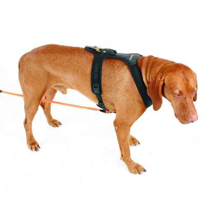 Geschirr -Befestigungsring am Bauch hinten-Beitrag-Bild