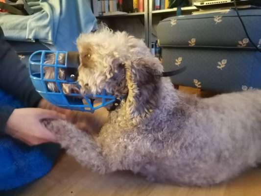 Wie sitzt mein Maulkorb / Maulkorb-Beratung-Beitrag-Bild