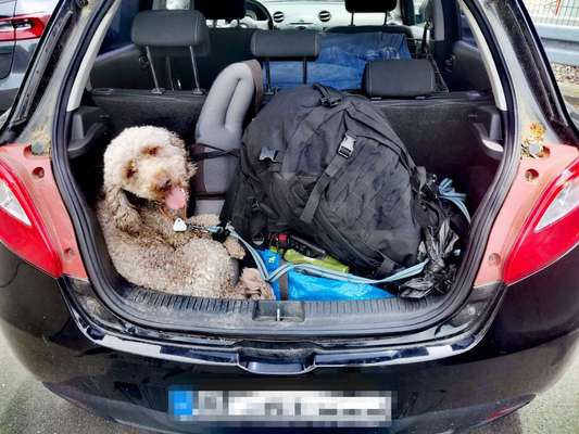 Foto Challenge Thema "Hunde im Auto"-Beitrag-Bild