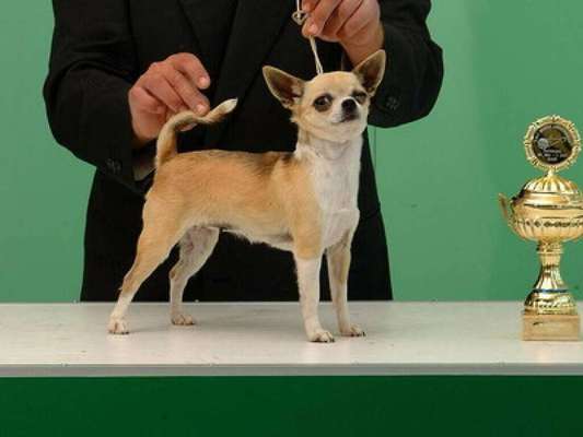 Die 21. Rostocker Rassehunde-Ausstellung: Eine Veranstaltung mit Vorbehalten?-Beitrag-Bild