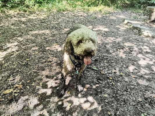 Reinrassige Hunde?-Beitrag-Bild