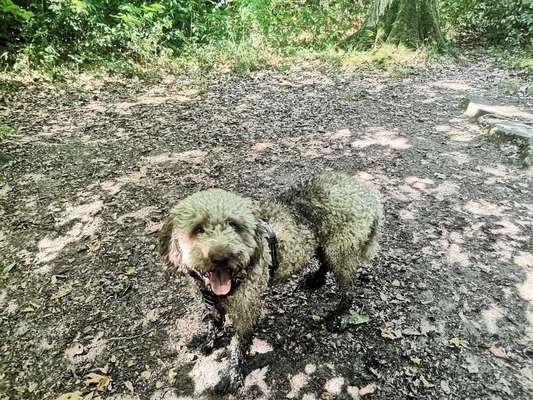 Lagotto Romagnolo Besitzer-Beitrag-Bild