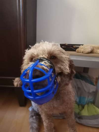 Wie sitzt mein Maulkorb / Maulkorb-Beratung-Beitrag-Bild