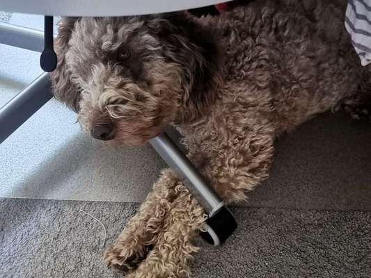 Wie heißt dein Hund?-Beitrag-Bild