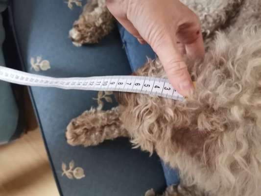 Wie sitzt mein Maulkorb / Maulkorb-Beratung-Beitrag-Bild