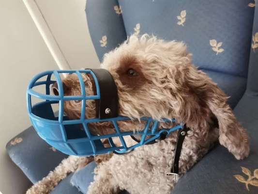 Wie sitzt mein Maulkorb / Maulkorb-Beratung-Beitrag-Bild