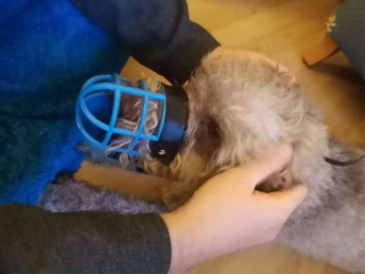 Wie sitzt mein Maulkorb / Maulkorb-Beratung-Beitrag-Bild