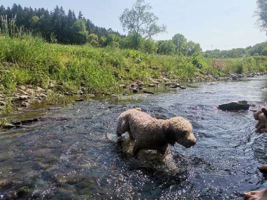 Hund an Wasser gewöhnen-Beitrag-Bild