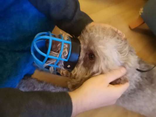 Wie sitzt mein Maulkorb / Maulkorb-Beratung-Beitrag-Bild