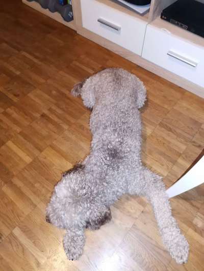 Wie sitzt mein Geschirr?-Beitrag-Bild