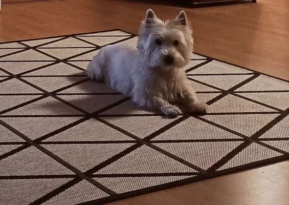 Welchen Hund hast du?-Beitrag-Bild