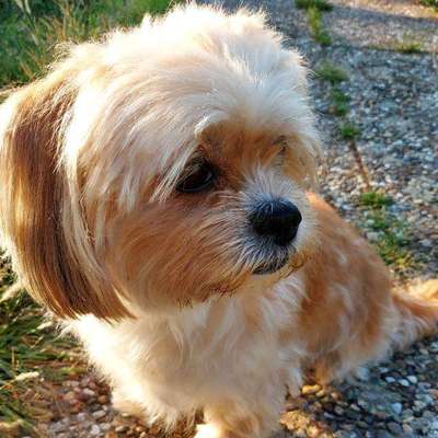 Havaneser dabei?:)-Beitrag-Bild