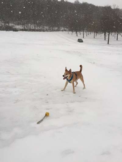 Dogorama Photo Challenge - Lieblingsspielzeug!-Beitrag-Bild