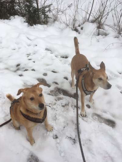 Dogorama Photo Challenge - Die besten Hundebuddys-Beitrag-Bild