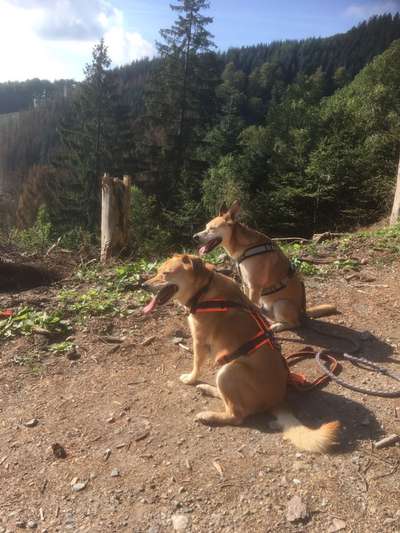 Bester Freund, Hundekumpel - zeigt her!-Beitrag-Bild