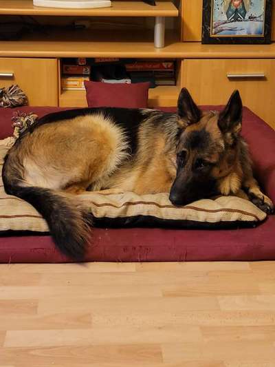 Schäferhund-Fans?-Beitrag-Bild