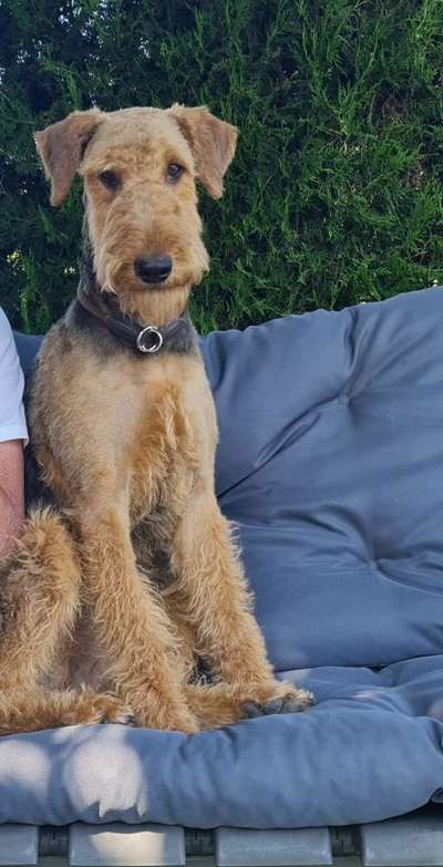 Airedale Terrier-Beitrag-Bild